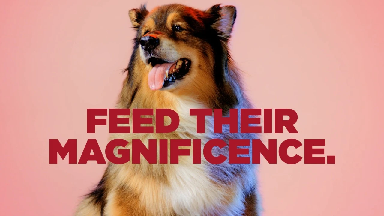 Royal Canin at Petco | Feed Their Magnificence